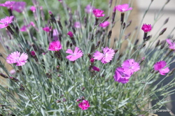 Dianthus gratianapolitanus Baths Pink — photo 3